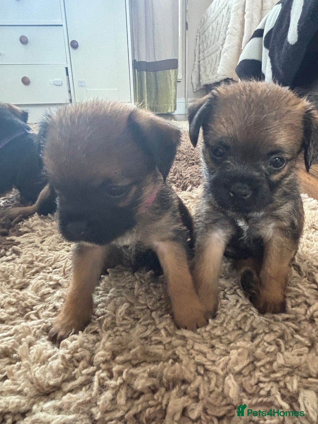 Border Terrier dogs for sale: Border terrier pups - Image 25