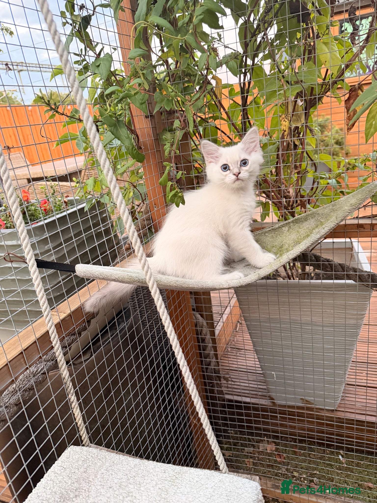 Persian cats Only 1 left - beautiful Persian x Ragdoll kittens - Advert 1