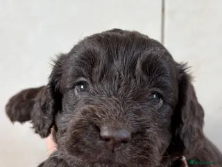 Cockapoo dogs for sale: Colourful f1 Cockapoo Pups - Advert 2