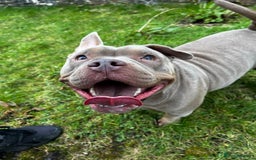American Bully dogs for sale: Female Micro Bully.  - Image 5