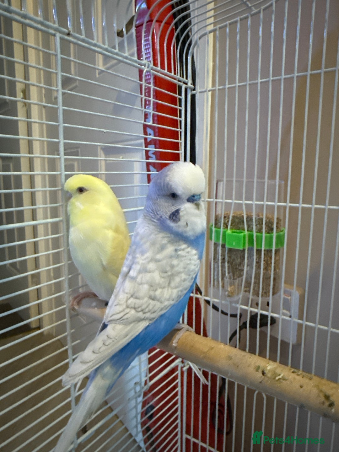 Budgerigars birds for sale: Two budgies for sale  - Image 2