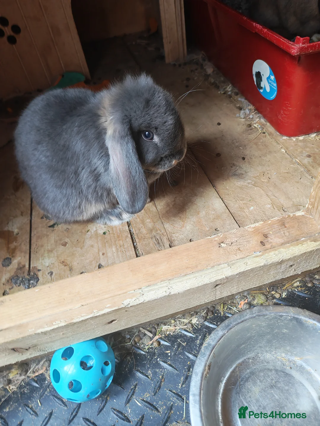 Mini Lop rabbits for sale: PURE BRED MINI LOP - Advert 9