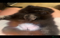 Pomeranian dogs for sale: Pomeranian puppy girl  - Image 7
