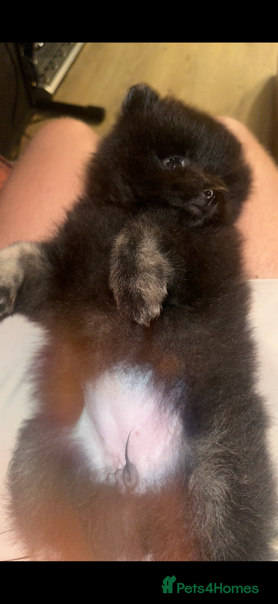 Pomeranian dogs for sale: Pomeranian puppy girl  - Image 7