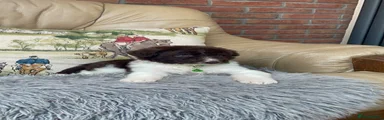 Bordoodle Puppy 2