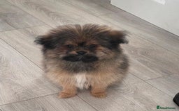 Mixed Breed dogs for sale: Shitzu x pomeranian Shiranian READY TO GO NOW  - Image 4