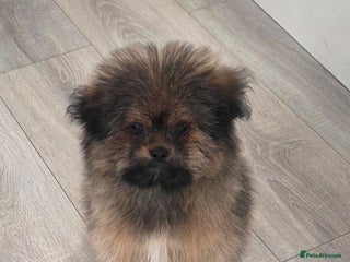 Mixed Breed dogs - Advert 1