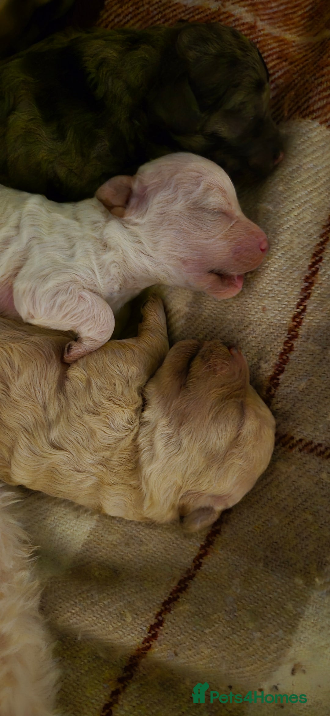 Mixed Breed dogs for sale: Gorgeous cavapoochon puppies - Image 10