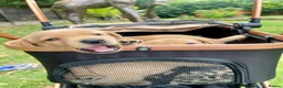 Labrador Retriever dogs for sale: Adorable KC registered Labrador puppies  - Advert 5
