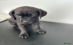 Mixed Breed dogs for sale: Adorable Rottweiler Dogue de Bordeaux x Cane Corso - Image 12