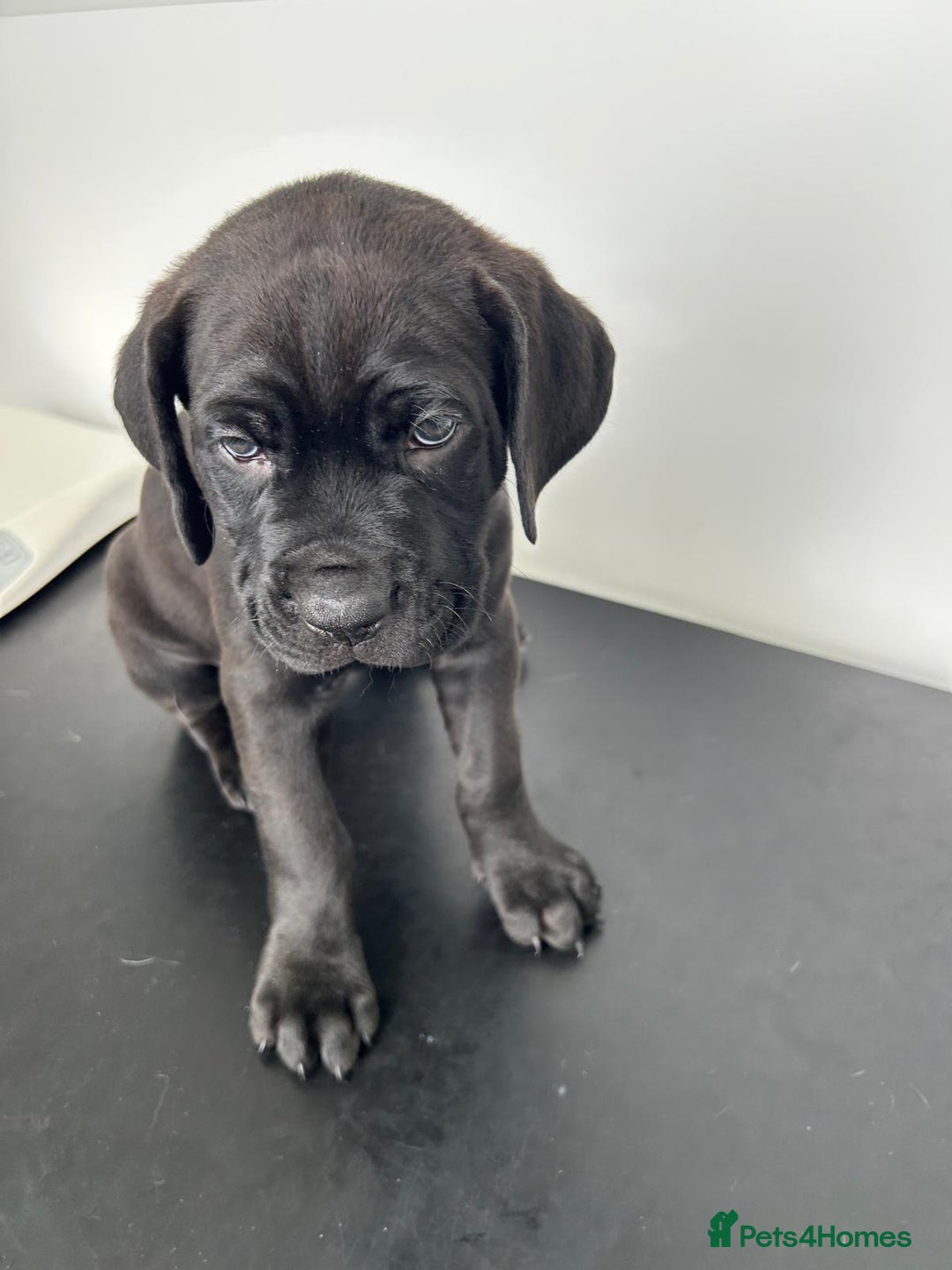 Mixed Breed dogs for sale: Adorable Rottweiler Dogue de Bordeaux x Cane Corso - Image 12