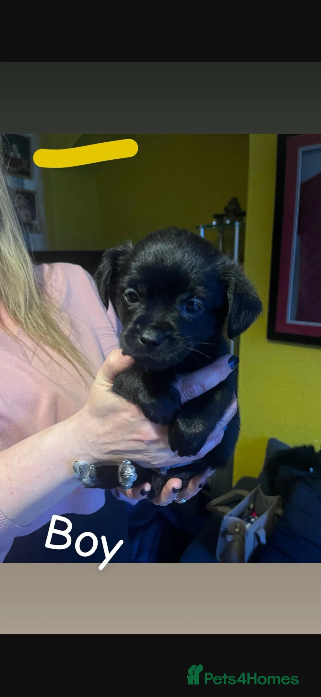 Mixed Breed dogs for sale: Shih Tzu / Jack Russell Hybrid Puppies - Advert 10