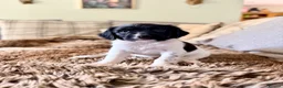 English Springer Spaniel dogs for sale: KC, Heath tested, Champion bred Springer Spaniels - Advert 5