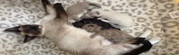 Mixed Breed cats for sale: Siamese/domestic shorthair kittens - Advert 9