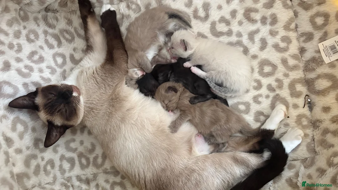Mixed Breed cats for sale: Siamese/domestic shorthair kittens - Advert 9