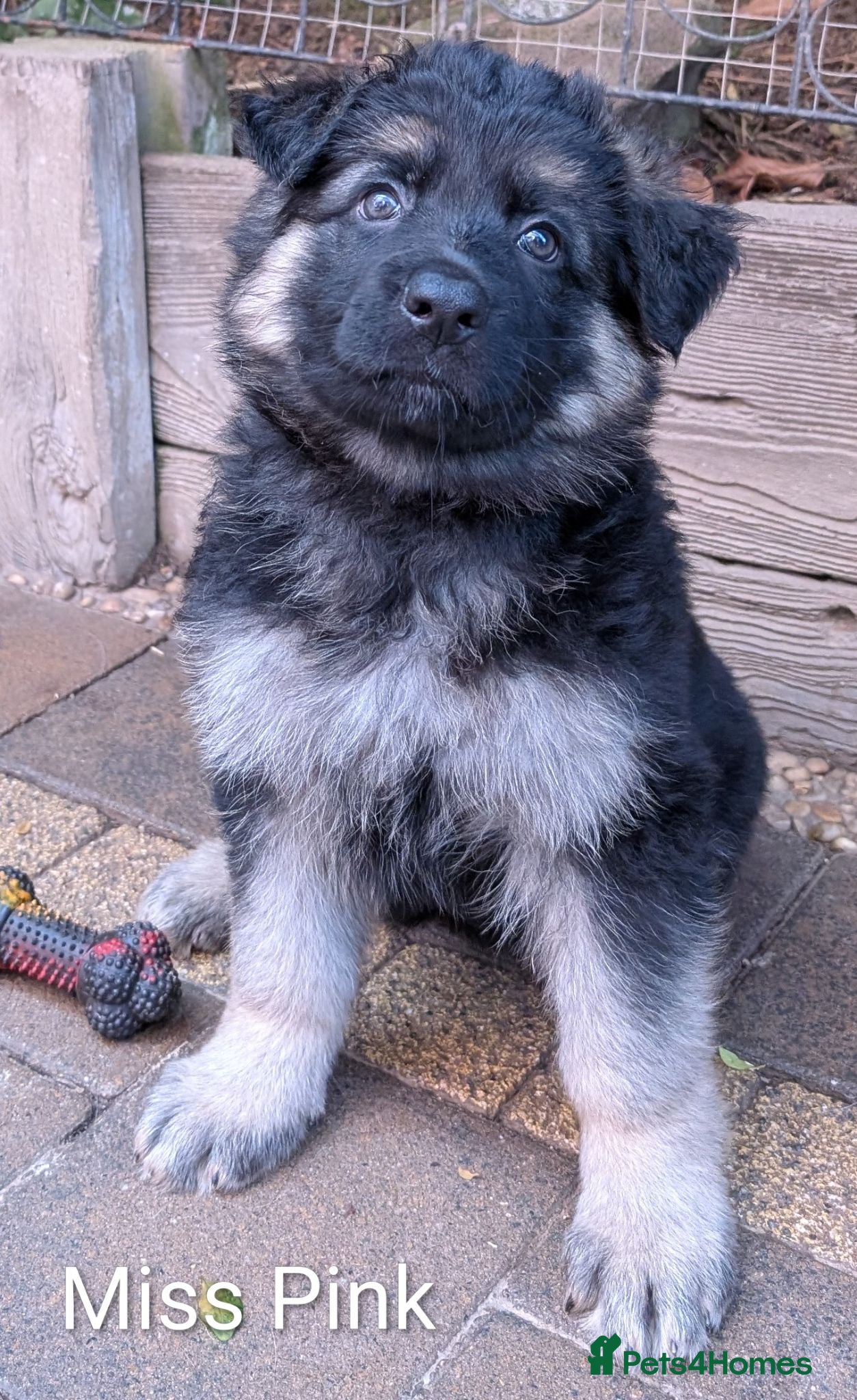 German Shepherd dogs Beautiful longhaired German Shepherds - Advert 3