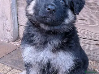 German Shepherd dogs Beautiful longhaired German Shepherds - Advert 3