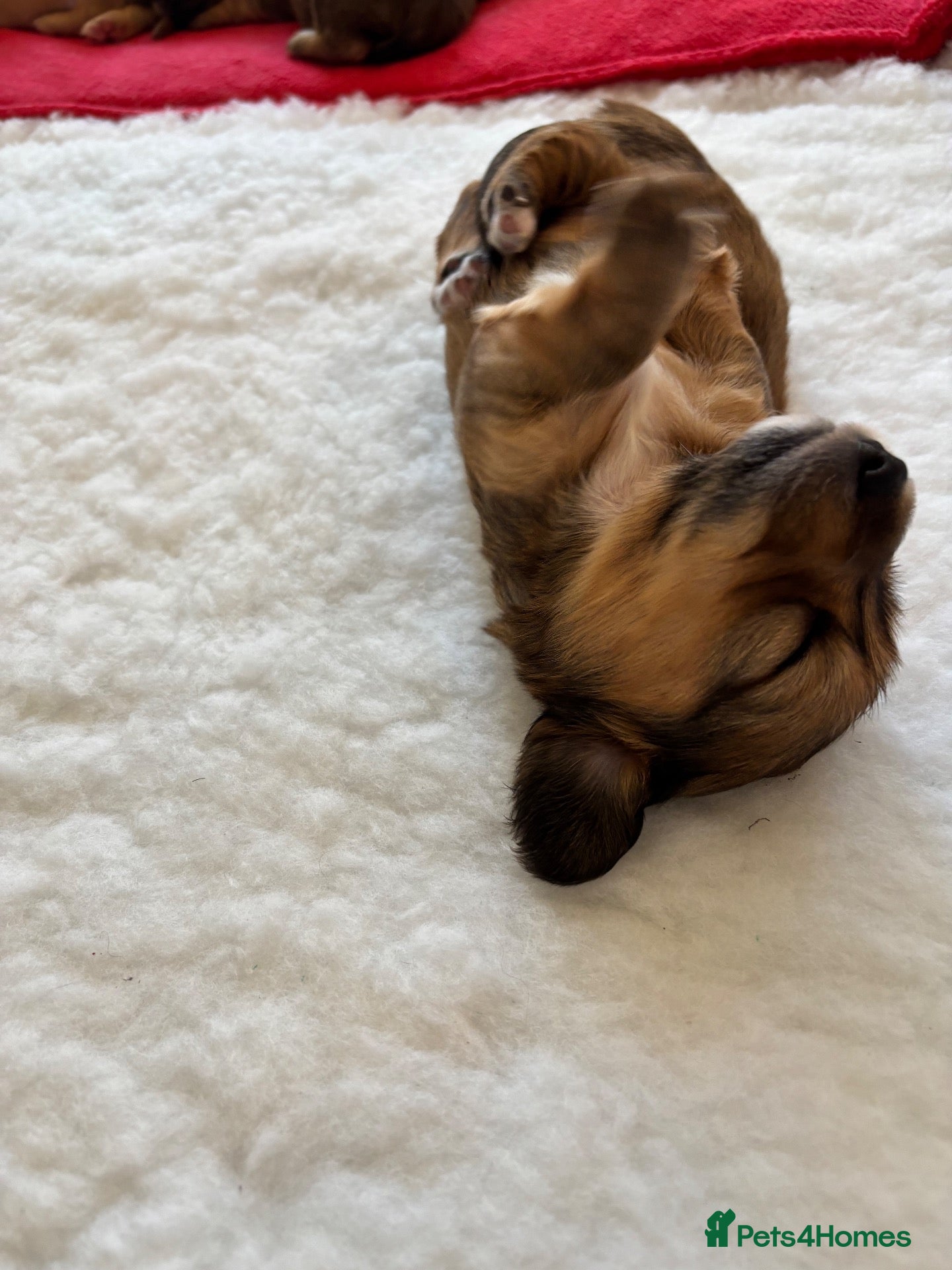 Miniature Dachshund dogs Beautiful Tiny shaded cream girls - Advert 2