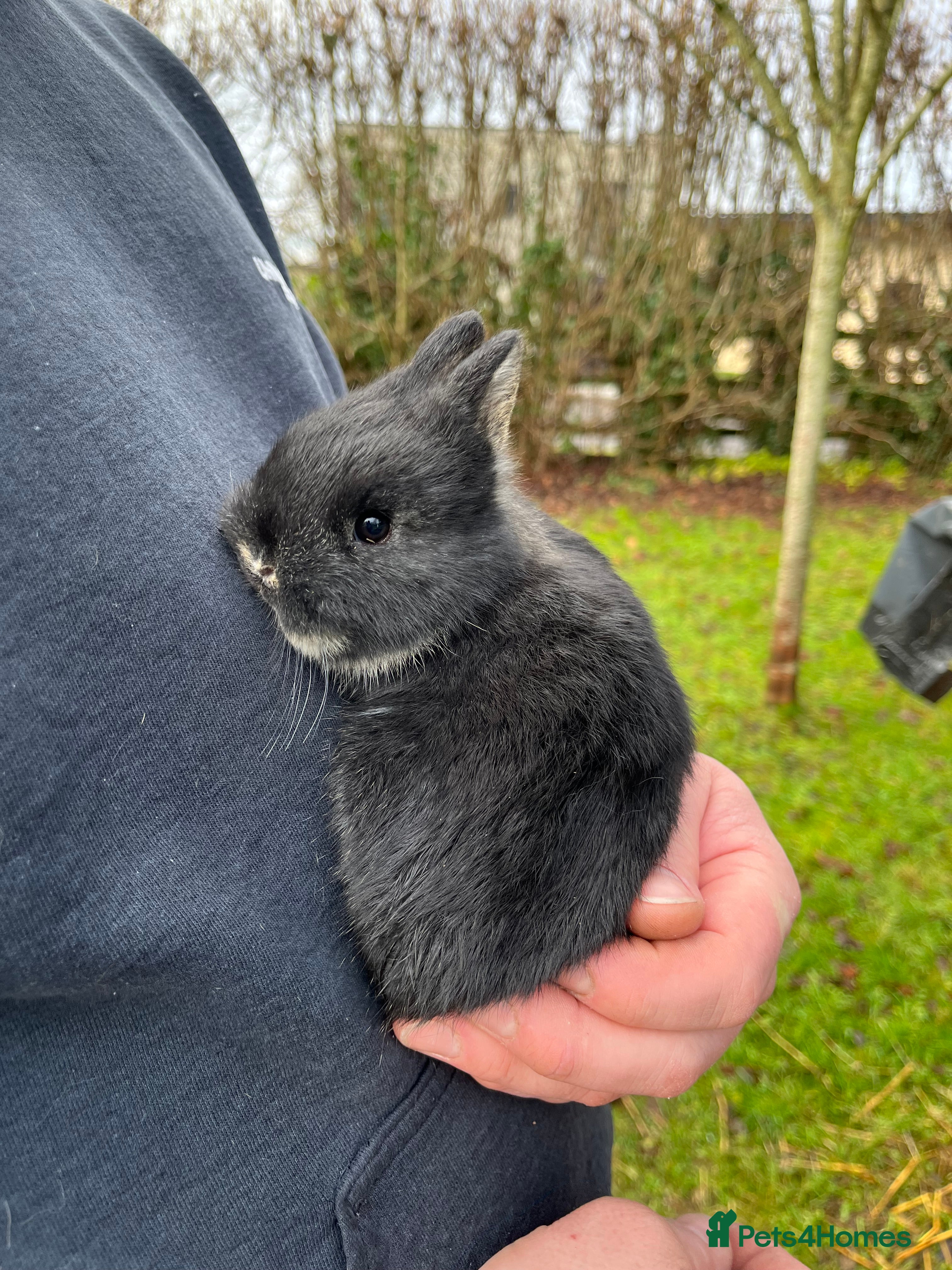 Netherland Dwarf rabbits Purebred Netherland dwarf babies.  - Advert 2