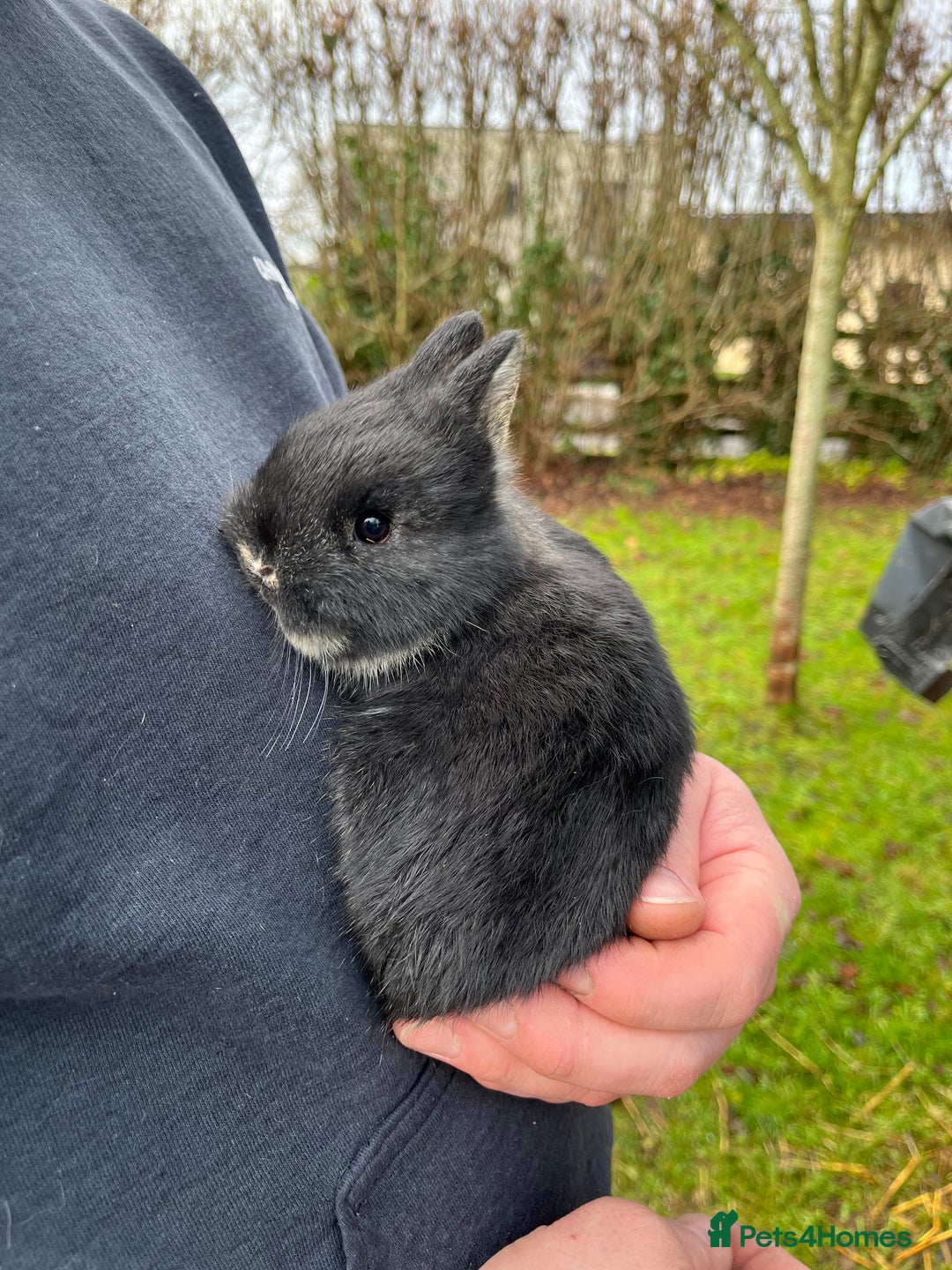 Netherland Dwarf rabbits for sale: Purebred Netherland dwarf babies.  - Advert 1