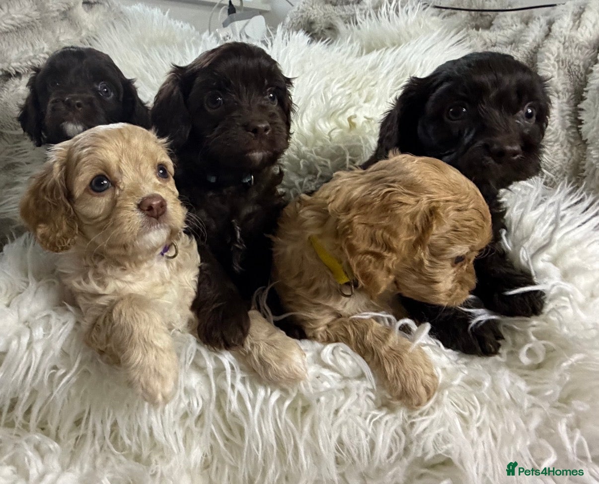 Cavapoo dogs AMAZING FULLY HEALTH TESTED F1 CAVAPOO PUPS - Advert 1