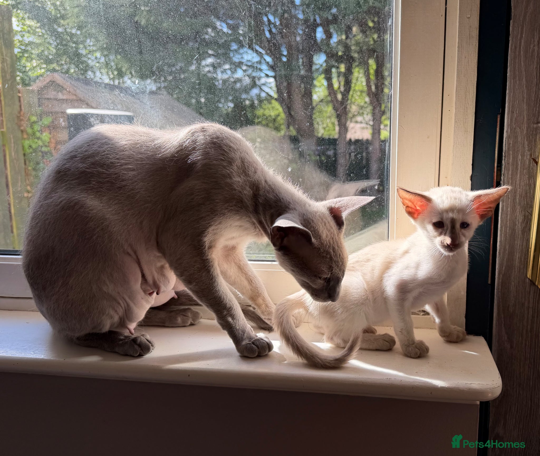 Oriental cats Last girl available-TICA - Advert 1
