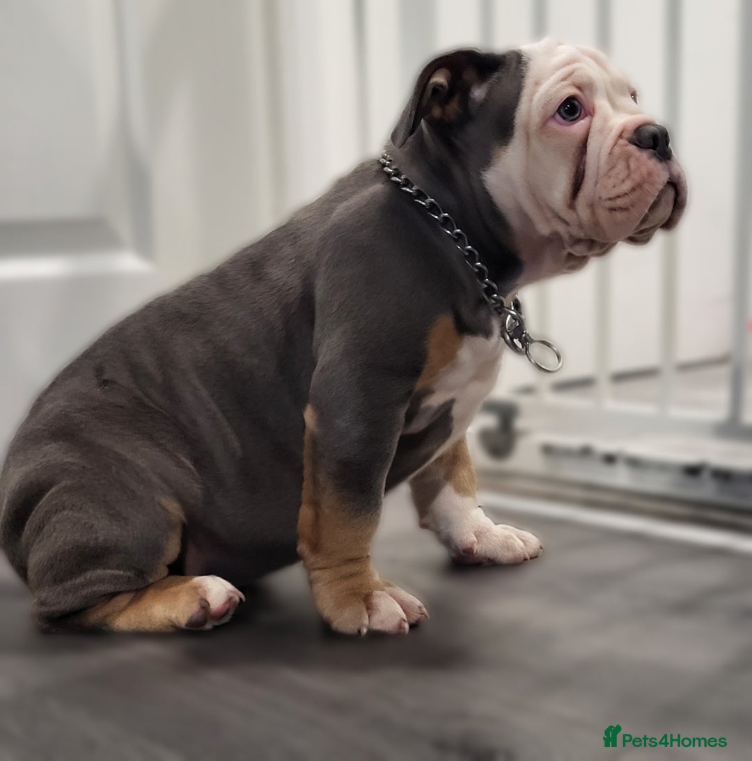 Olde English Bulldogge dogs for sale: Olde English Bulldog Female  - Advert 8