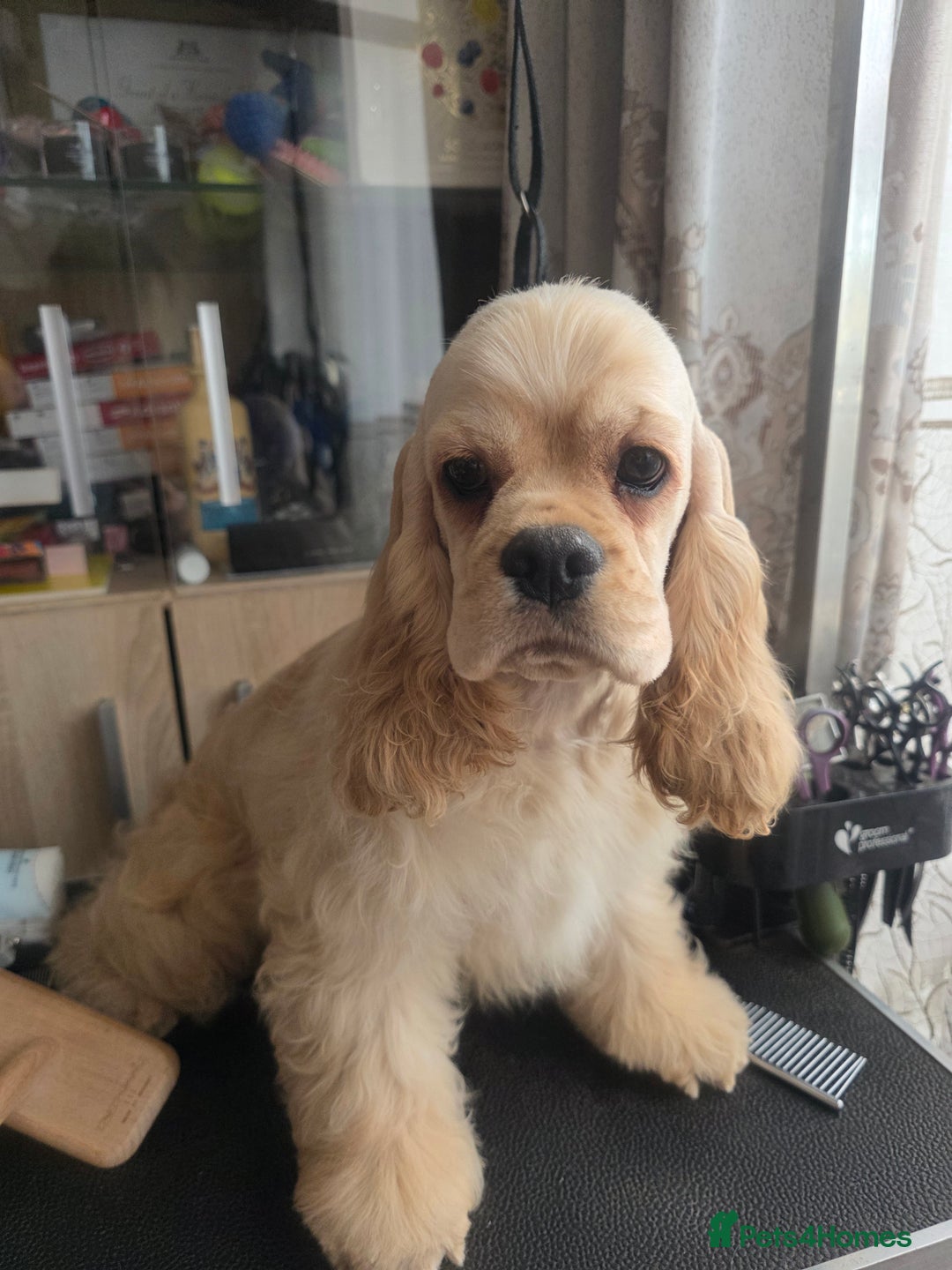 American Cocker Spaniel dogs for sale: Stunning Anerican Cocker spaniels girl - Advert 31