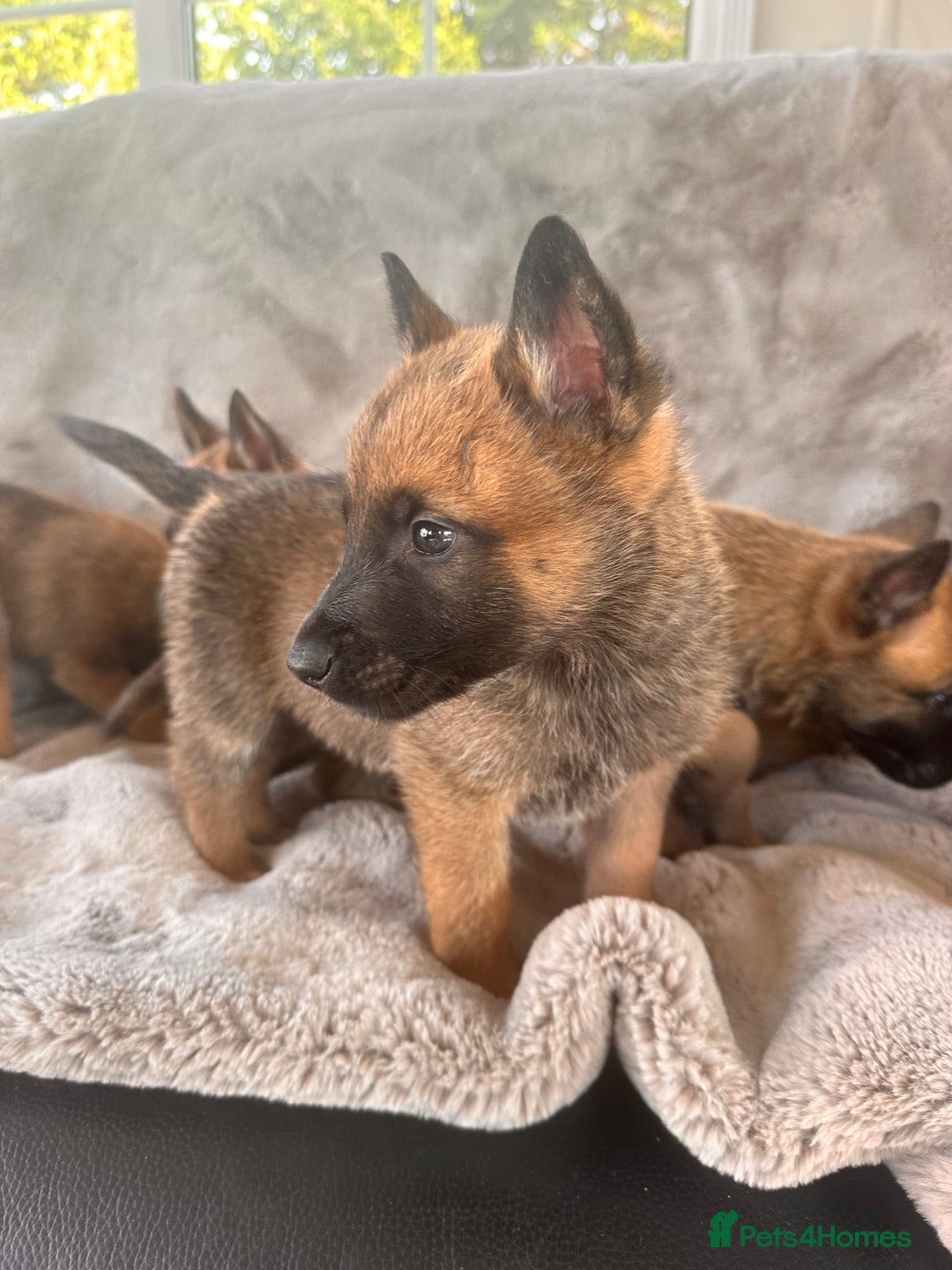 Belgian Shepherd Dog dogs for sale: Dutch Herder Puppies  - Image 10