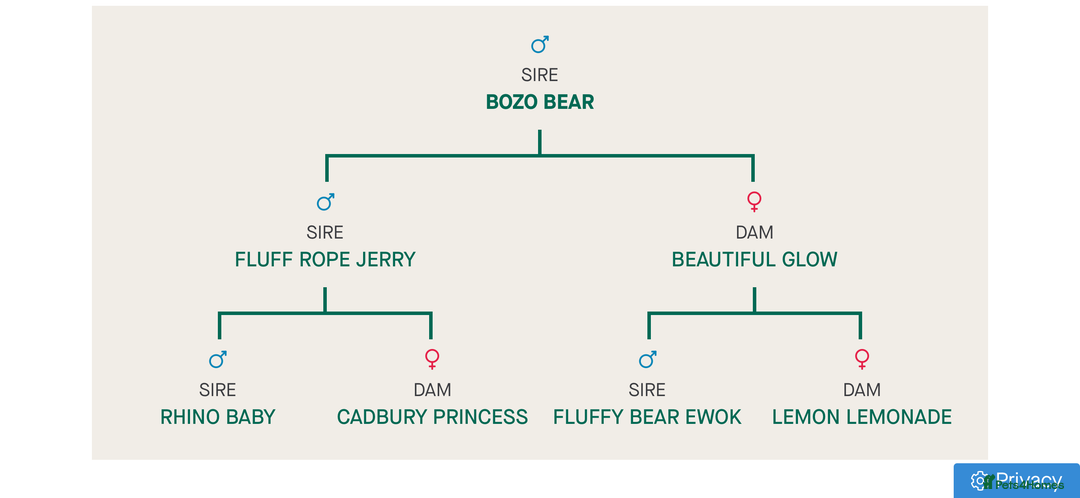 French Bulldog dogs for stud: Bozo Fluffy Rope  - Advert 5