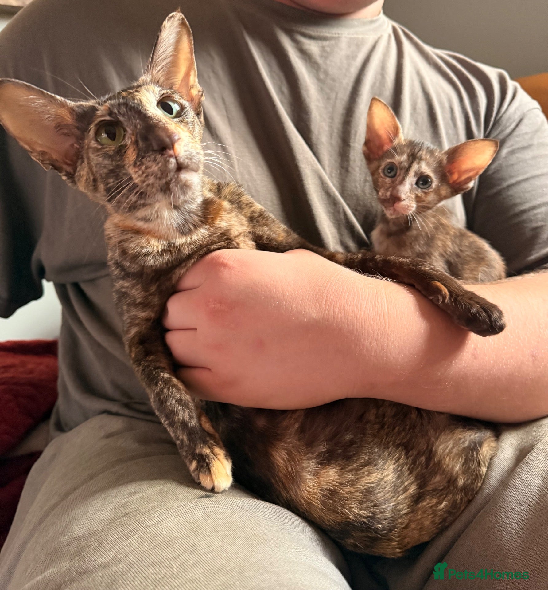 Oriental cats Beautiful Siamese & Oriental Kittens  - Advert 1