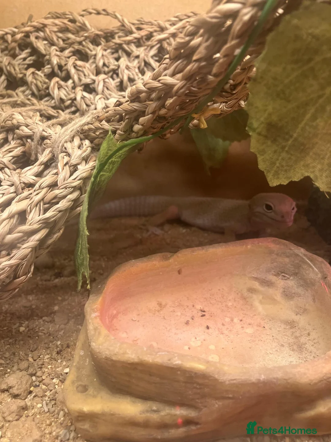 Gecko reptiles for sale: 3 x gecko and set up - Advert 6