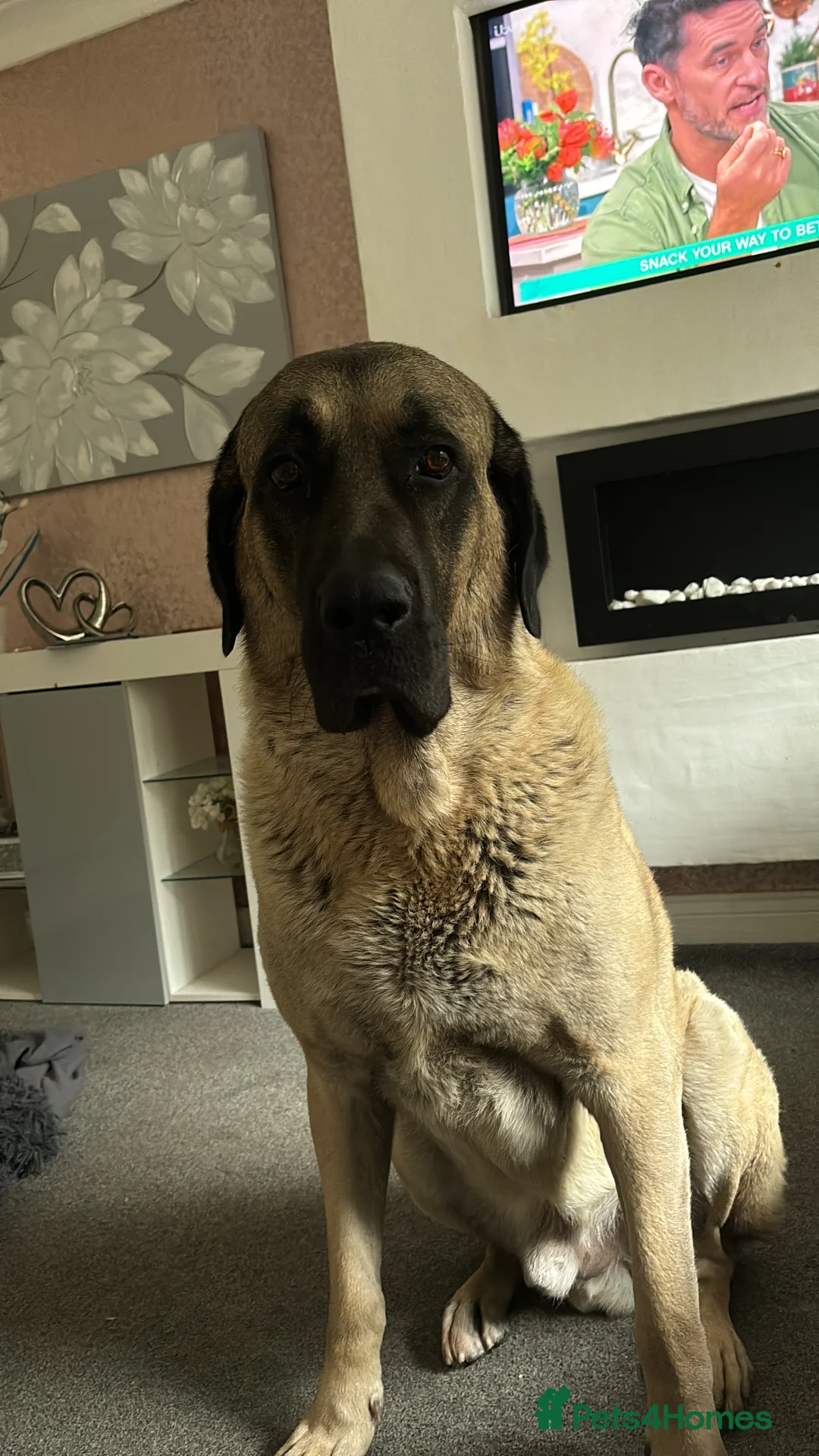 Turkish Kangal dogs for stud: 5 year old male kangal  - Advert 5