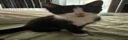 Mixed Breed cats for sale: Little kitty  - Advert 8