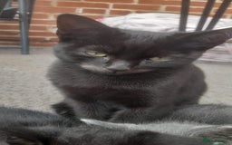 British Shorthair cats for sale: One 4 month old male kitten with a brown mustache  - Image 1