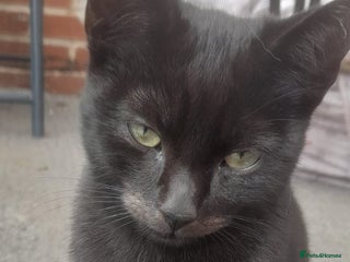 British Shorthair cats - Advert 4