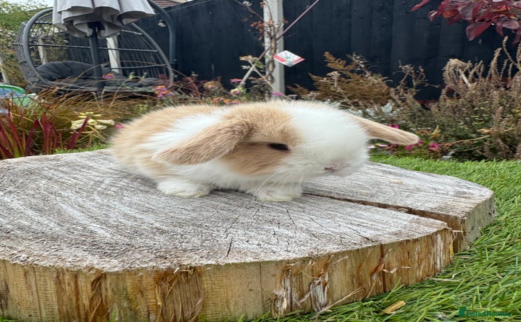 Mini Lop rabbits - Advert 12