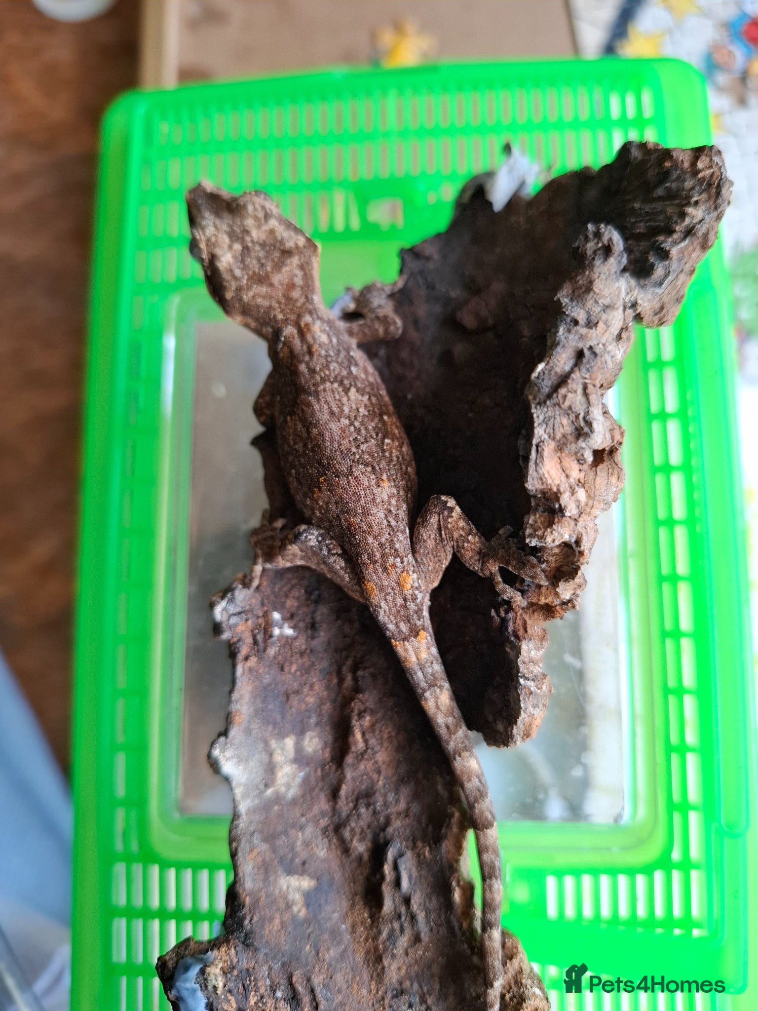 Gecko reptiles Grown on Gargoyle Gecko - Advert 2