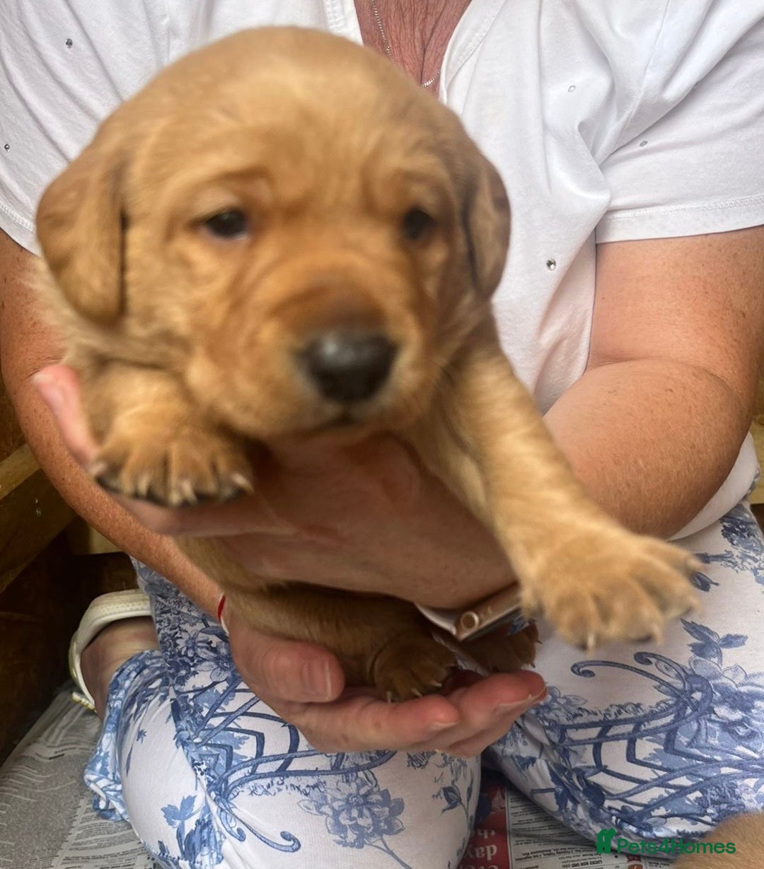 Labrador Retriever dogs for sale: 💛💛 Excellent Labrador Pups 💛💛 - Image 22