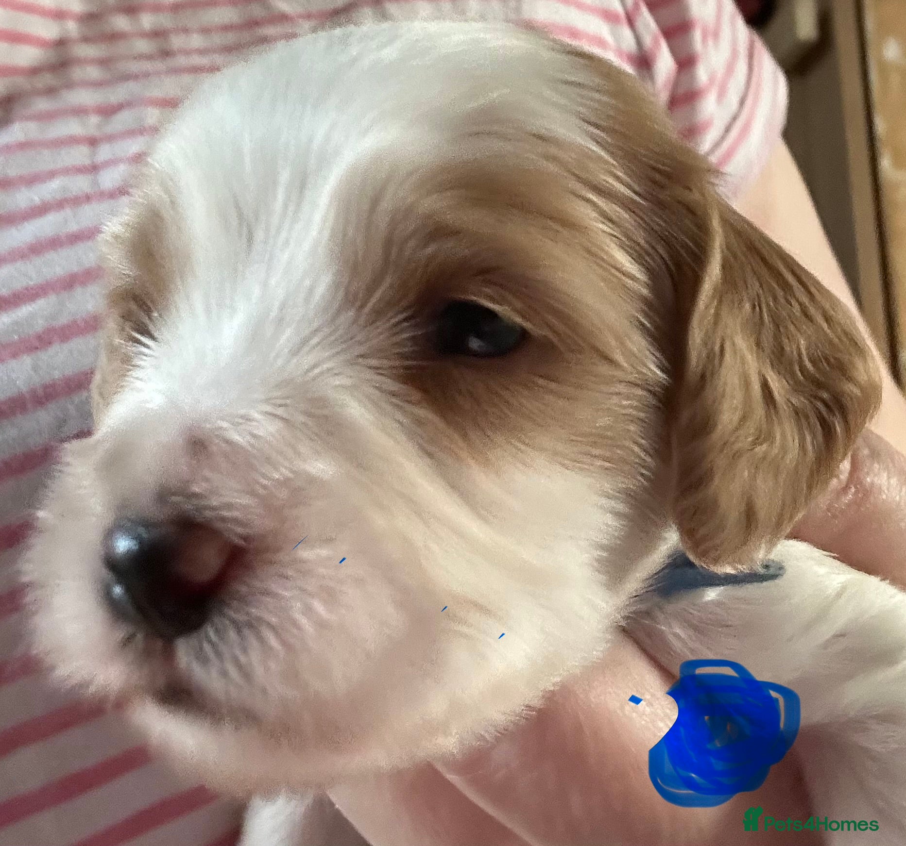 Cavapoochon dogs Beautiful Spring Cavapoochon Cockapoo Puppies  - Advert 2