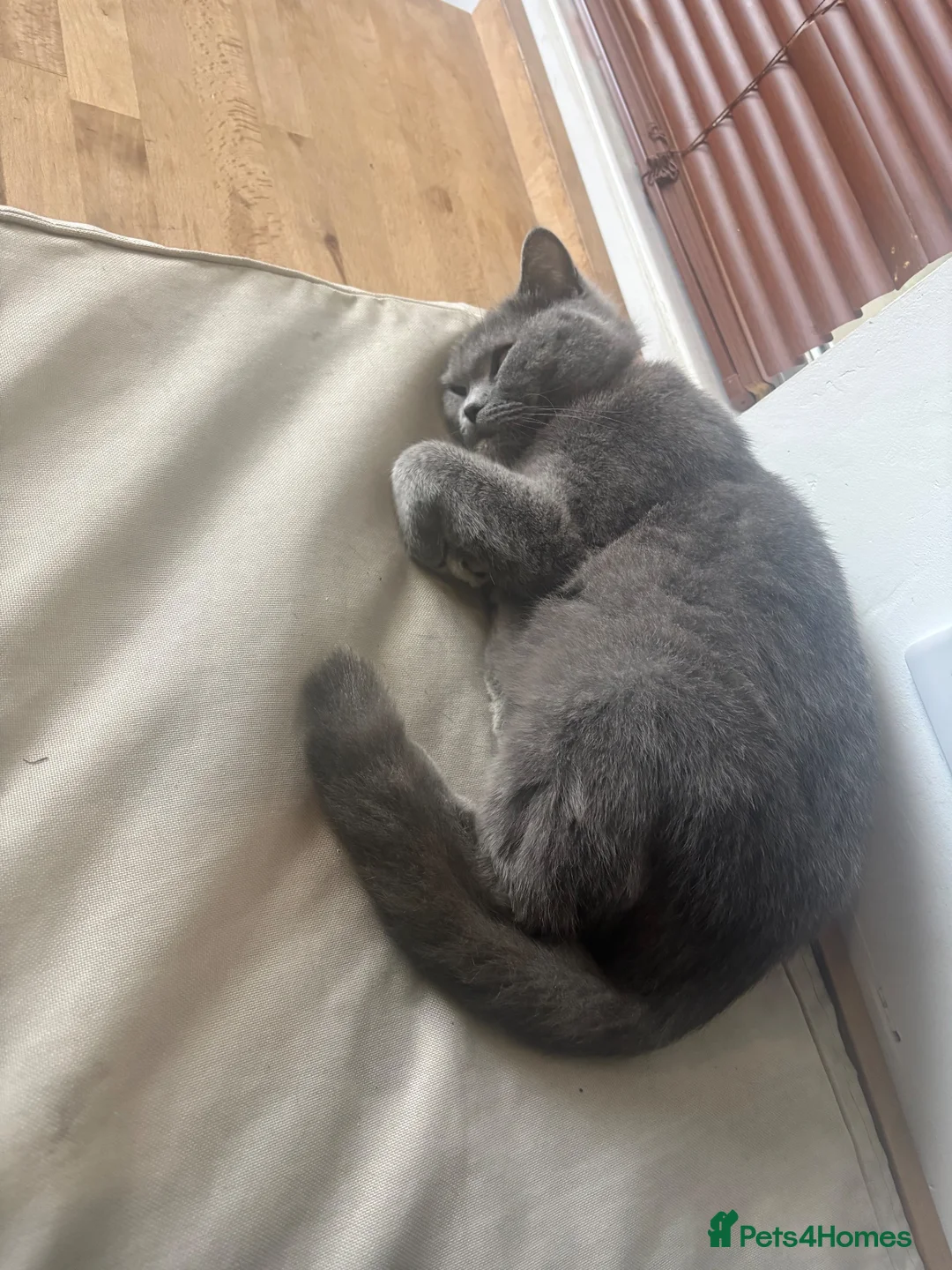 Mixed Breed cats for sale: British shorthair  - Advert 1