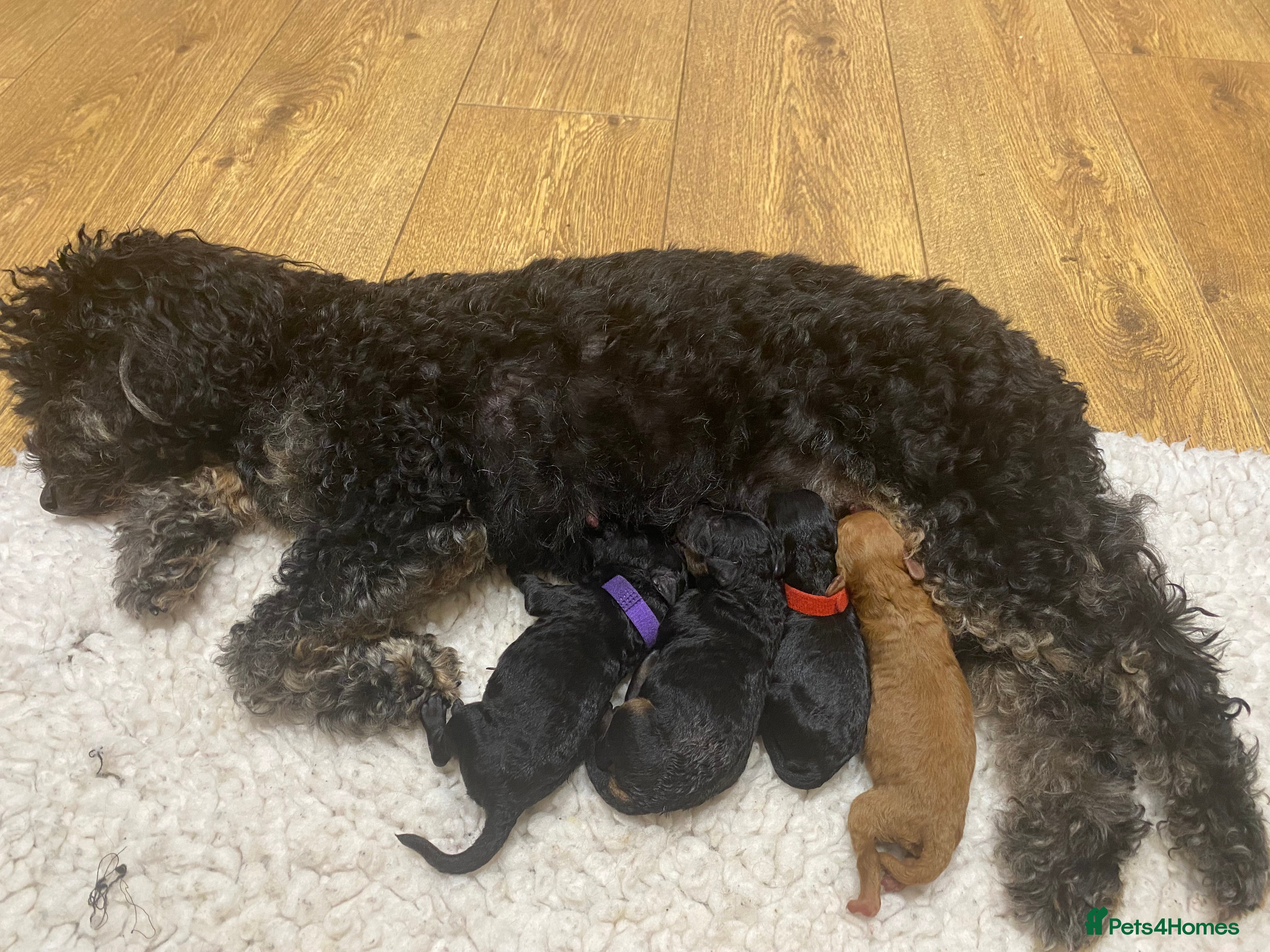Cockapoo dogs Stunning Black & Brown Cockapoo Puppies! 🐾 - Advert 2