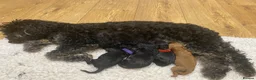 Cockapoo dogs for sale: Stunning Black & Brown Cockapoo Puppies! 🐾 - Advert 1
