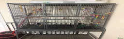 Parakeets birds for sale: blue kakariki - Advert 5