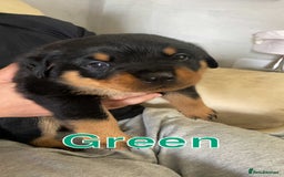 Rottweiler dogs for sale: Big Chunky litter of 7 Rottweilers  - Image 7