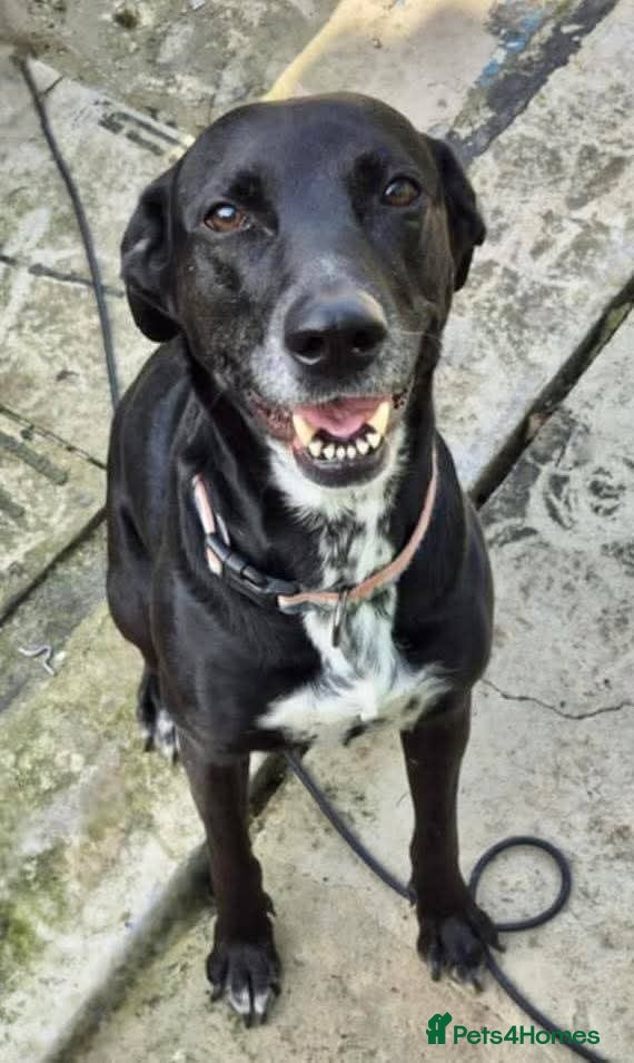 Mixed Breed dogs Bess - loving, faithful, friendly family dog !  - Advert 2