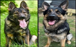 German Shepherd dogs for sale: Stunning German Shepard Litter Only 4 girls left - Image 1