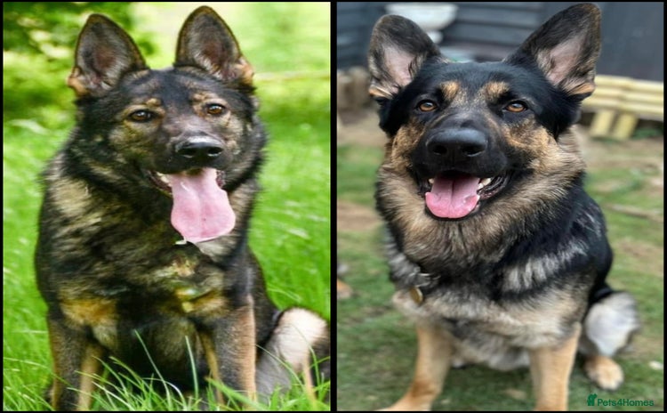 German Shepherd dogs - Advert 2