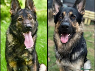 German Shepherd dogs - Advert 4