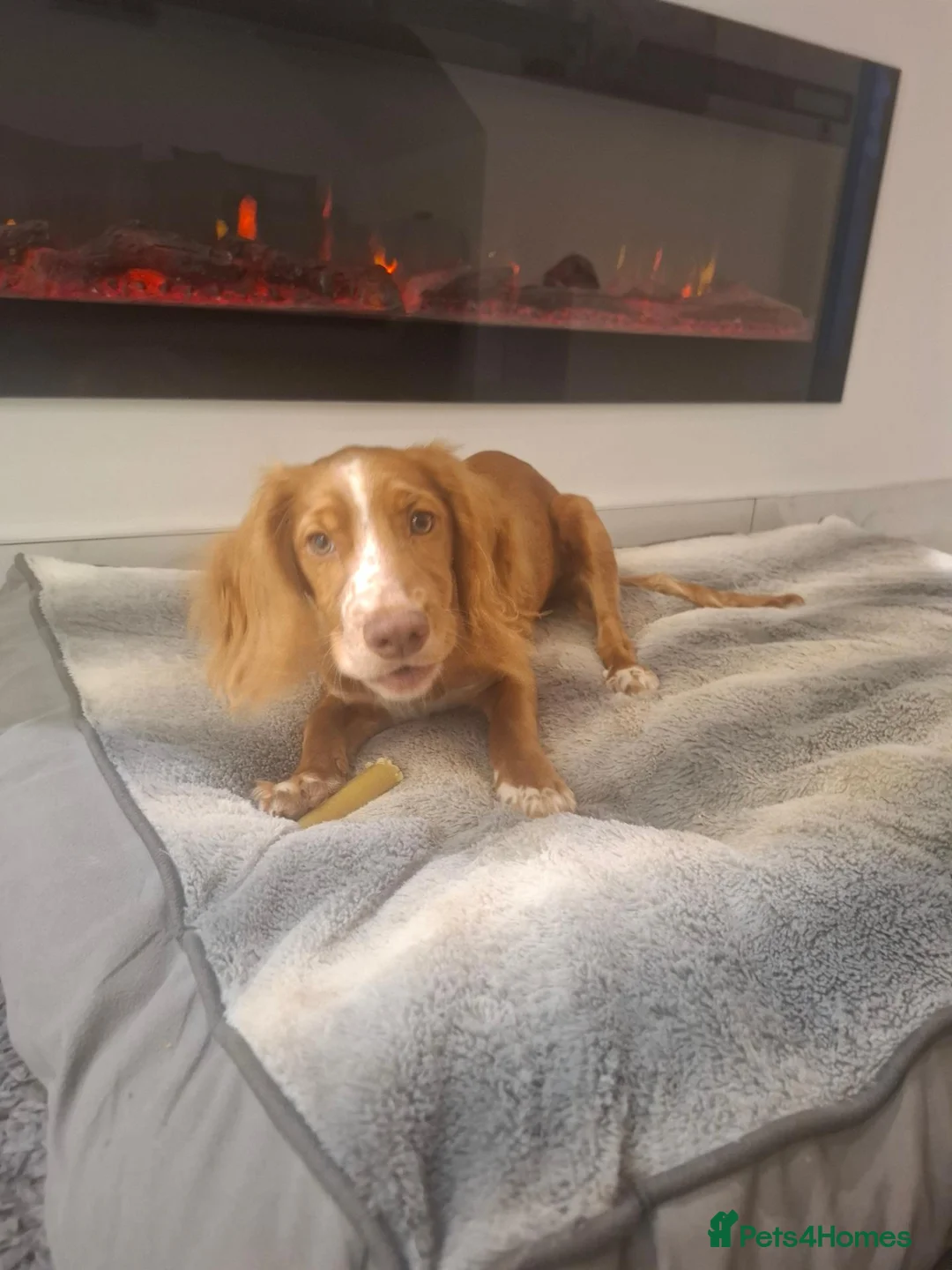 Cocker Spaniel dogs for sale: Cocker spaniel 6 months old - Advert 2